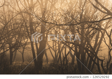 Fog wrapped in fog Fog wrapped in fog 126529292