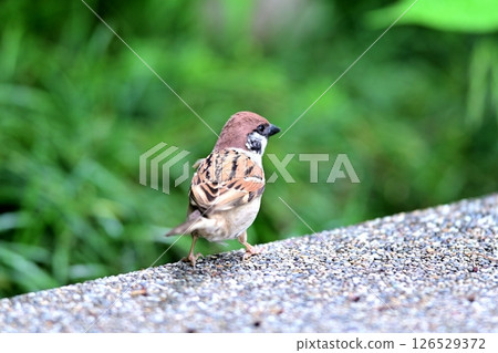 Back view of a sparrow Back view of a sparrow 126529372
