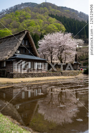 春天的到來 五箇山 世界遺產 春天的到來 五箇山 世界遺產 126529406