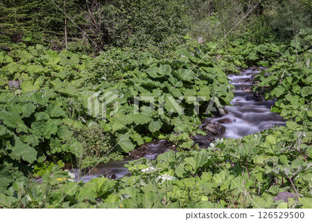 Alpine stream 126529500