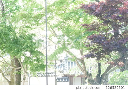 Scenery of the grounds of Shin-Yakushiji Temple in Nara 126529601