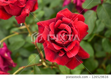 Bright red spring roses 126529616