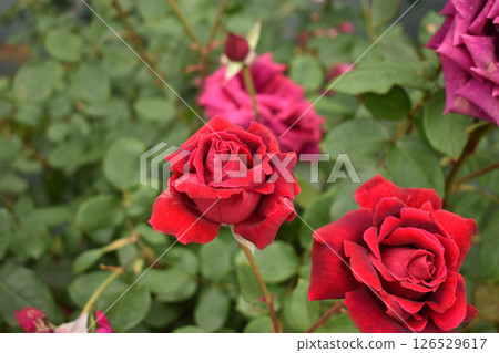 Bright red spring roses 126529617