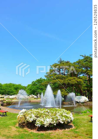 長井市松池公園白杜鵑花公園盛開的杜鵑花 126529835