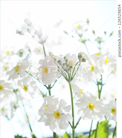 Primula 126529854