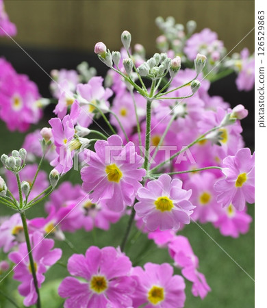 Primula 126529863