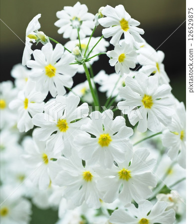 Primula 126529875