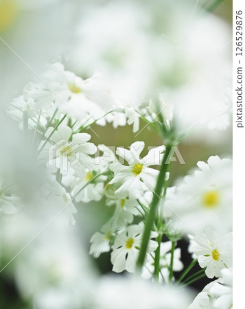 報春花 報春花 126529876