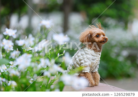 可愛的玩具貴賓犬 可愛的玩具貴賓犬 126529879