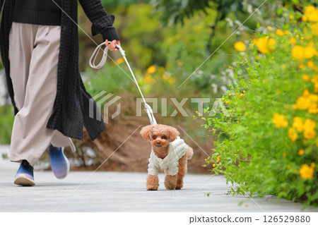 可愛的玩具貴賓犬 可愛的玩具貴賓犬 126529880