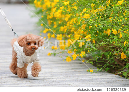 可愛的玩具貴賓犬 可愛的玩具貴賓犬 126529889