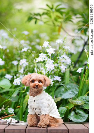 Cute toy poodle Cute toy poodle 126529946