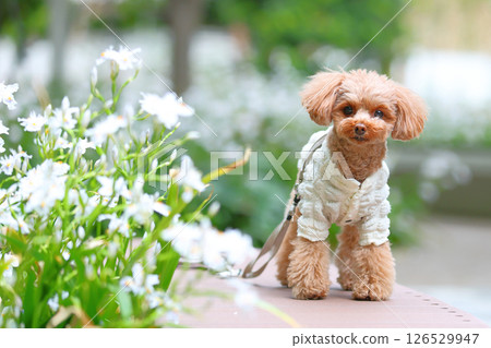 Cute toy poodle 126529947
