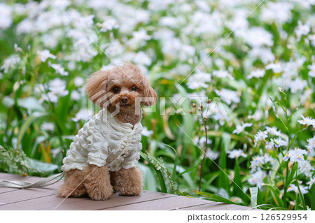 可愛的玩具貴賓犬 126529954