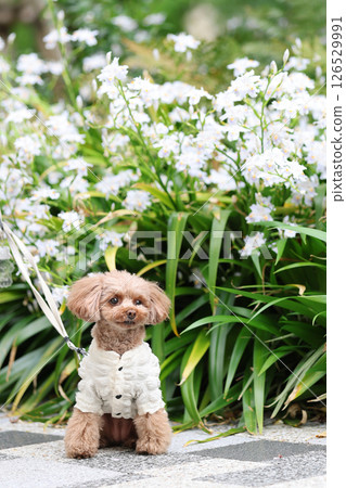 可愛的玩具貴賓犬 126529991