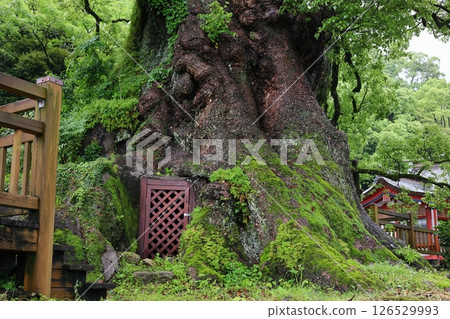 日本最大的樹「蒲生樟樹」 - 通往室內的門 日本最大的樹「蒲生樟樹」 - 通往室內的門 126529993