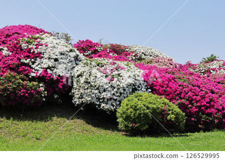 Asakayama Greenway and Azalea Scenery 126529995