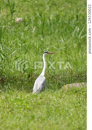 Standing beaked Standing beaked 126530022