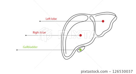 Liver anatomy structure.Hepatic system organ, digestive gallbladder organ.Medical concept. Vector illustration. Liver anatomy structure.Hepatic system organ, digestive gallbladder organ.Medical concept. Vector illustration. 126530037