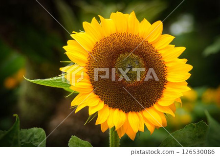 Sunflower up 126530086