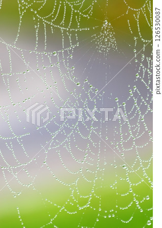 Water droplets on the spider web Water droplets on the spider web 126530087