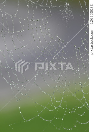 Dew on a spider's web Dew on a spider's web 126530088