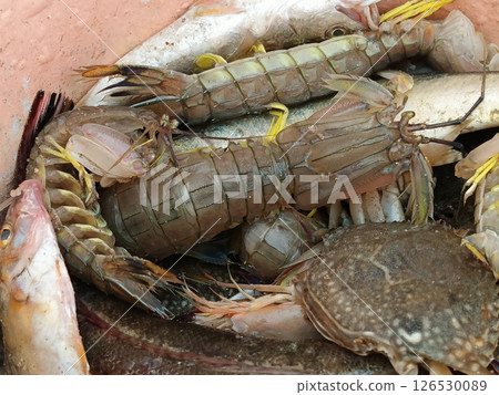Freshly caught mantis shrimp and other seafood. 126530089