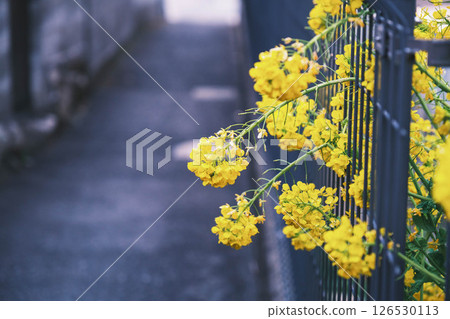 【萬月寺浮見堂】黃色的野花 【萬月寺浮見堂】黃色的野花 126530113