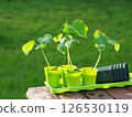 Green Seedlings cucumber in individual pots containers 126530119