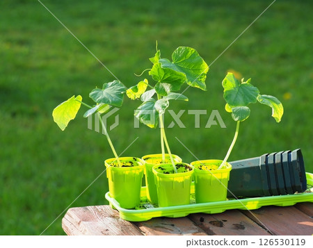 Green Seedlings cucumber in individual pots containers Green Seedlings cucumber in individual pots containers 126530119