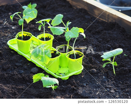 Seedlings cucumber in individual pots containers 126530120