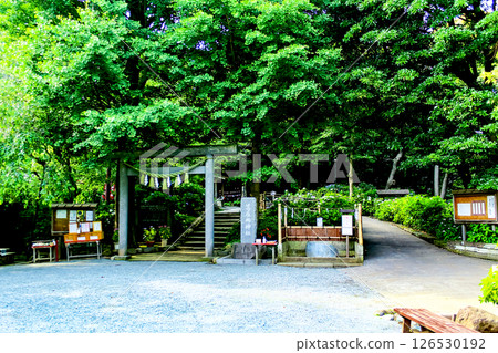 【神奈川】鎌倉初夏：葛原岡神社繡球花盛開 126530192