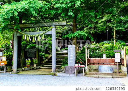 【神奈川】鎌倉初夏：葛原岡神社繡球花盛開 126530193