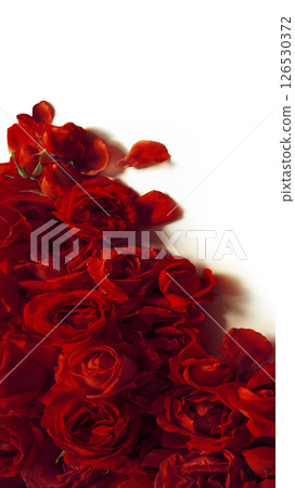 Red roses on a white background 126530372
