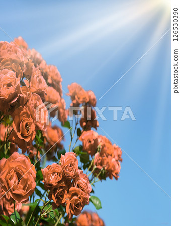 Natural background of rose bush 126530390
