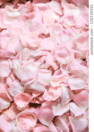 Natural background of rose petals Natural background of rose petals 126530391