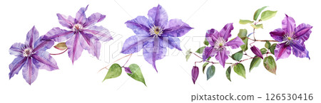 Set of flower, Clematis in watercolor style isolated on a transparent background. 126530416