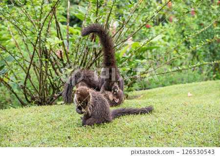 Close up Shot of Two Coatis at Play on the Ground in Costa Rica 126530543