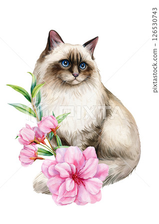 Watercolor fluffy cat with pink sakura cherry blossom flowers and green leaves isolated on white background illustration 126530743