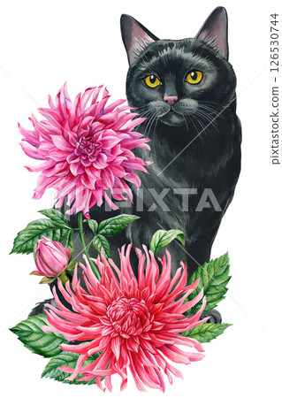 Black cat with pink dahlia flowers, floral watercolor illustration, cute pet blooming garden composition poster design 126530744