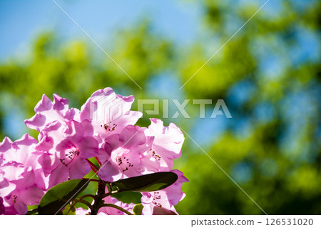 Pink azaleas in full bloom under the bright spring sunshine in Richmond Park, on the outskirts of London 126531020