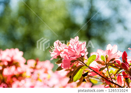 倫敦郊區里士滿公園裡盛開的紅色杜鵑花在明媚的春日陽光下 126531024