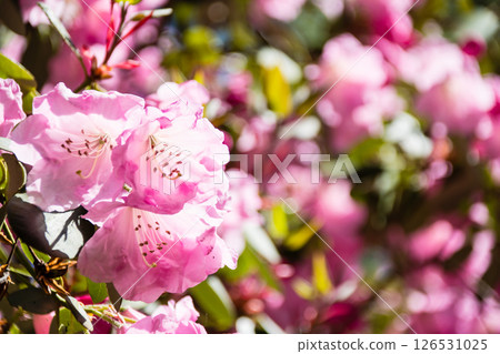 Pink azaleas in full bloom under the bright spring sunshine in Richmond Park, on the outskirts of London Pink azaleas in full bloom under the bright spring sunshine in Richmond Park, on the outskirts of London 126531025