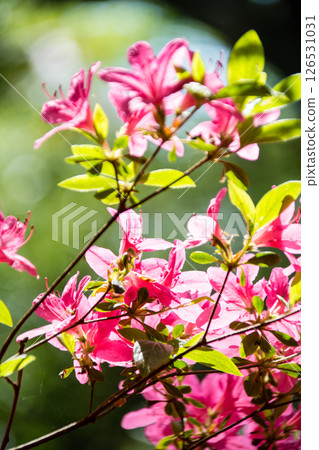 倫敦郊區里士滿公園裡盛開的紅色杜鵑花在明媚的春日陽光下 倫敦郊區里士滿公園裡盛開的紅色杜鵑花在明媚的春日陽光下 126531031
