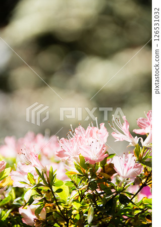 倫敦郊區里士滿公園裡盛開的粉紅色杜鵑花,沐浴在明媚的春日陽光下 倫敦郊區里士滿公園裡盛開的粉紅色杜鵑花,沐浴在明媚的春日陽光下 126531032