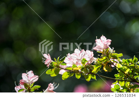 Pink azaleas in full bloom under the bright spring sunshine in Richmond Park, on the outskirts of London 126531034