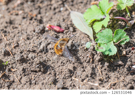 A broad-legged fly resting on the ground 126531046