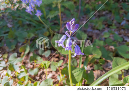 紫色的綿羊花 126531073