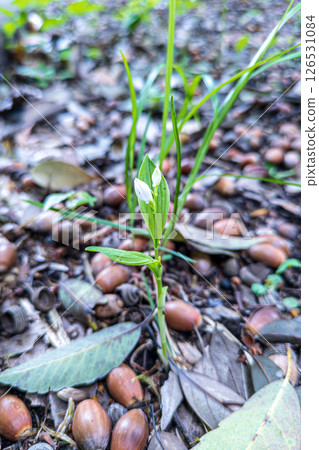 Ginlan white flowers 126531084
