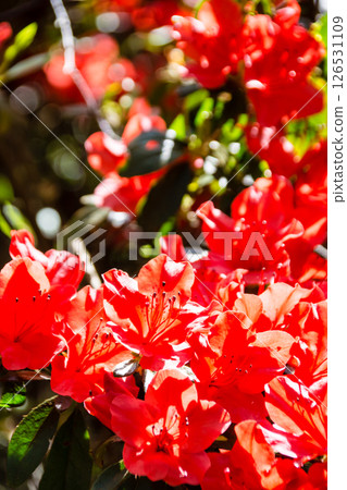 Red azaleas in full bloom under the bright spring sunshine in Richmond Park, on the outskirts of London Red azaleas in full bloom under the bright spring sunshine in Richmond Park, on the outskirts of London 126531109